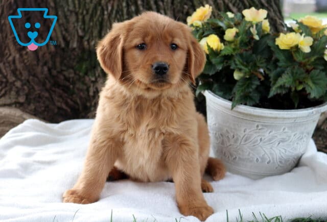 Sugar Golden image