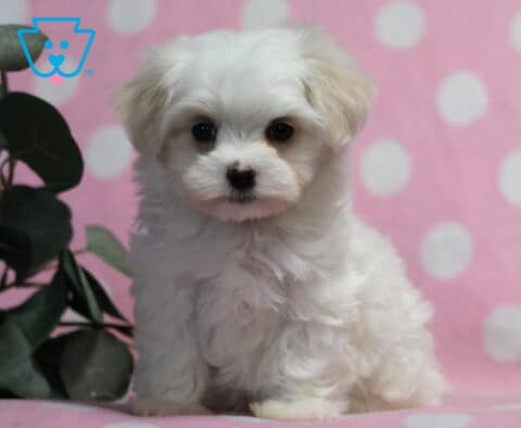 Fluffy white Maltese puppy sitting with a soft, full coat and bright dark eyes, posed on a pink surface with a white polka dot backdrop and leafy greenery to the side