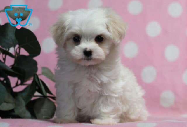 Fluffy white Maltese puppy sitting with a soft, full coat and bright dark eyes, posed on a pink surface with a white polka dot backdrop and leafy greenery to the side image