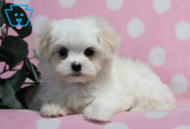 Sweet white Maltese puppy lying with front paws tucked forward, featuring a soft fluffy coat and round dark eyes, set on a pink blanket with a white polka dot backdrop and greenery nearby image