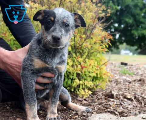 Summer Blue Heeler