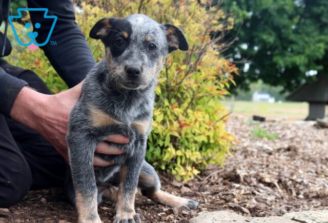 Summer Blue Heeler image