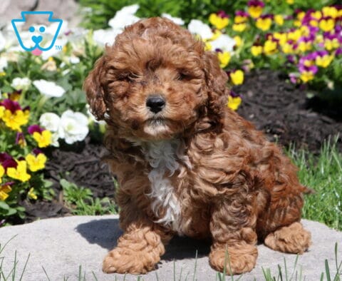 Sunshine Mini Poodle