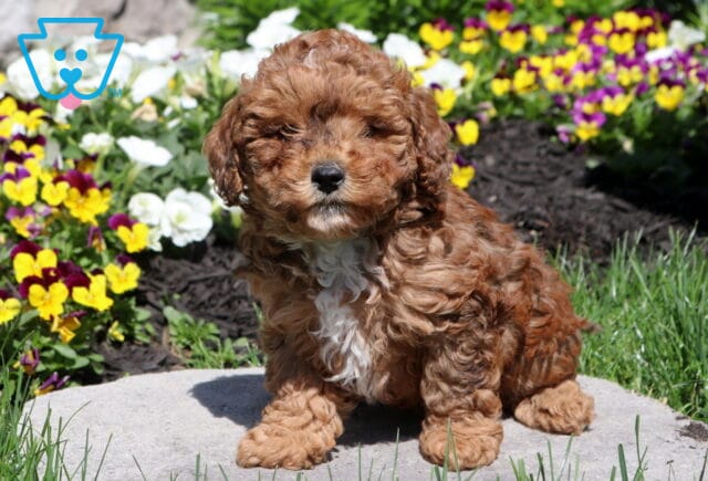 Sunshine Mini Poodle image