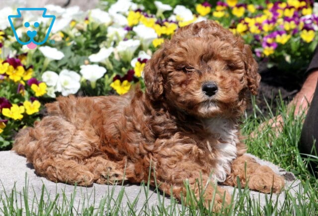 Sunshine Mini Poodle2 image