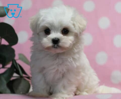 Tiny white Maltese puppy sitting alert with a plush fluffy coat and bright round eyes, posed on a pink blanket with a soft polka dot backdrop and leafy greenery to the side