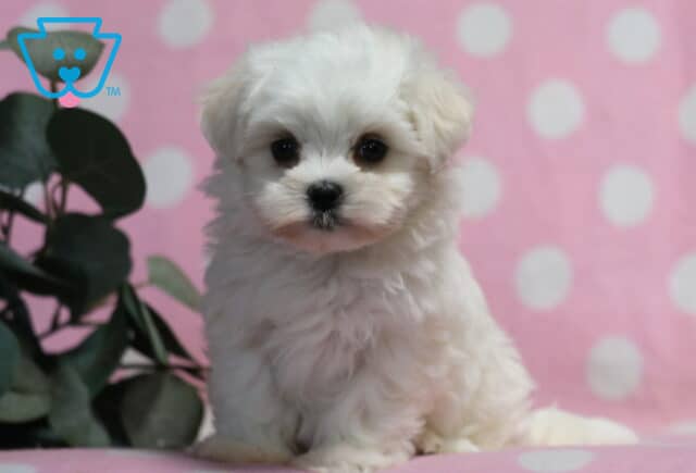 Tiny white Maltese puppy sitting alert with a plush fluffy coat and bright round eyes, posed on a pink blanket with a soft polka dot backdrop and leafy greenery to the side image