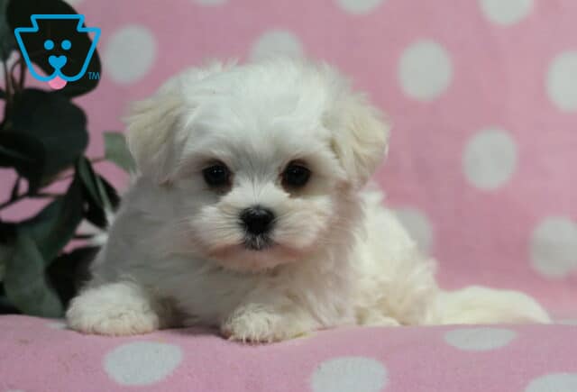 Adorable white Maltese puppy lying low with front paws forward, featuring a soft fluffy coat and dark button eyes, posed on a pink polka dot blanket with leafy greenery in the background image