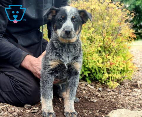 Swervo Blue Heeler