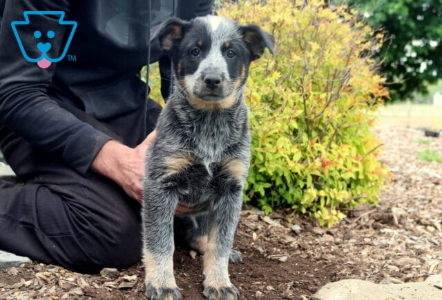 Swervo Blue Heeler image