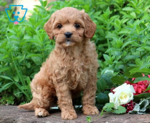 Tabby Cavapoo
