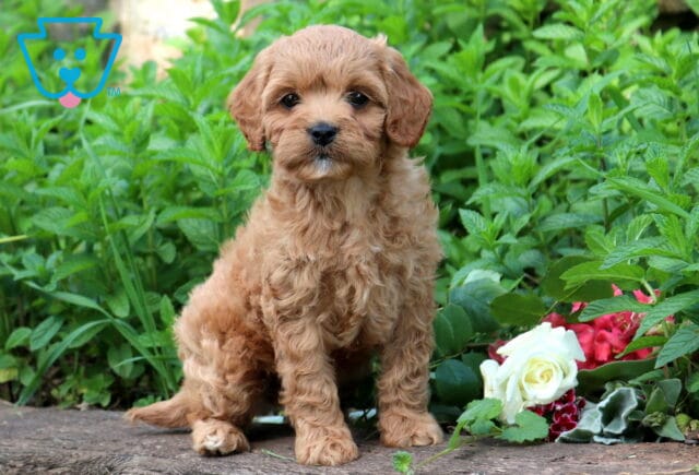 Tabby Cavapoo image