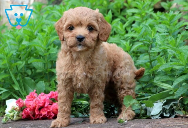 Tabby Cavapoo2 image