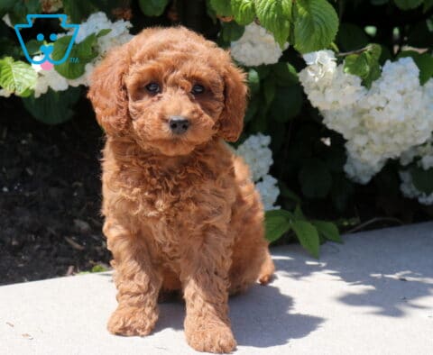 Tabby Mini Goldendoodle