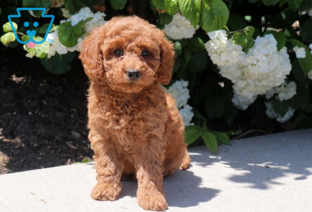 Tabby Mini Goldendoodle image