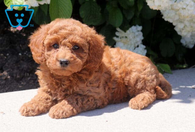 Tabby Mini Goldendoodle2 image