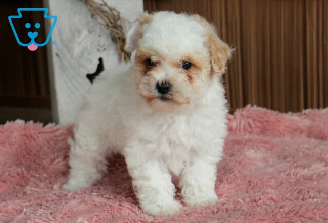 Taffy Bichpoo image