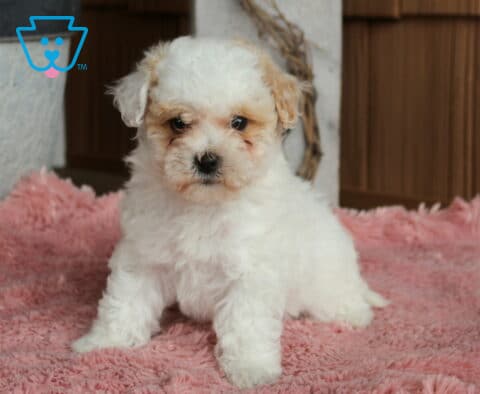 Taffy Bichpoo2
