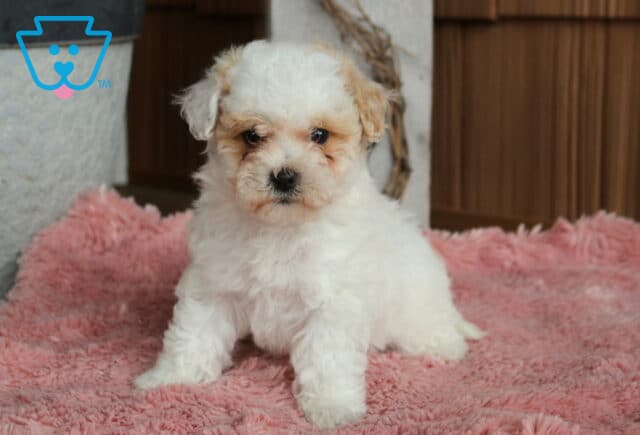 Taffy Bichpoo2 image