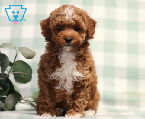 Taffy Mini Poodle