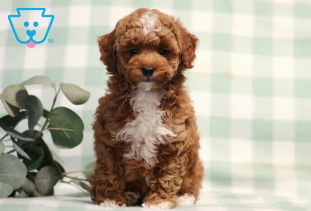 Taffy Mini Poodle image