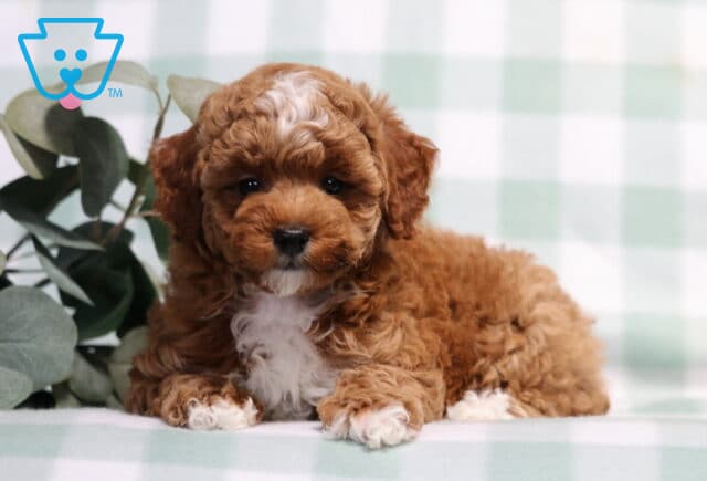 Taffy Mini Poodle2 image