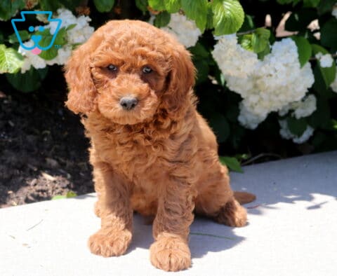 Tank Mini Goldendoodle
