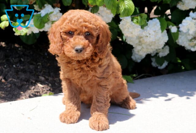 Tank Mini Goldendoodle image