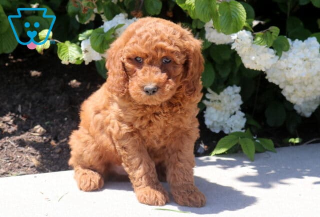 Tank Mini Goldendoodle2 image
