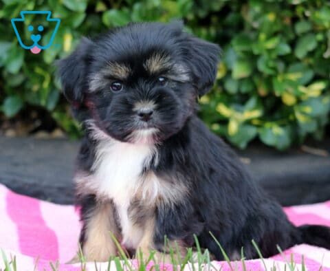 Tasha Shorkie