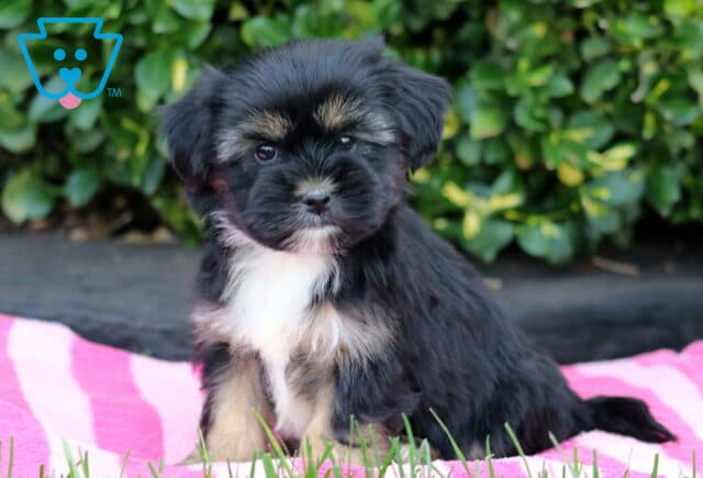 Tasha Shorkie image