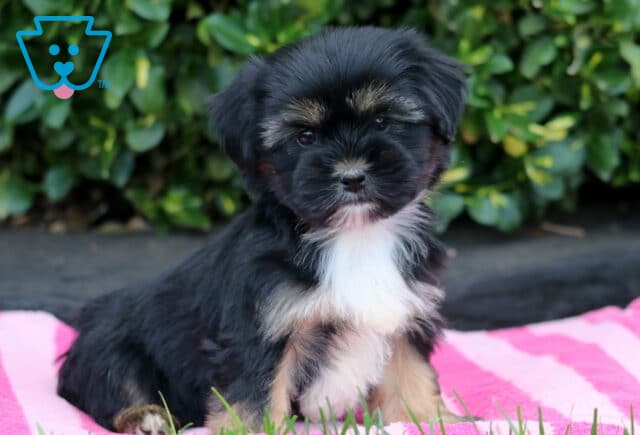 Tasha Shorkie2 image