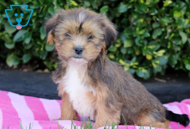 Teddy Shorkie image
