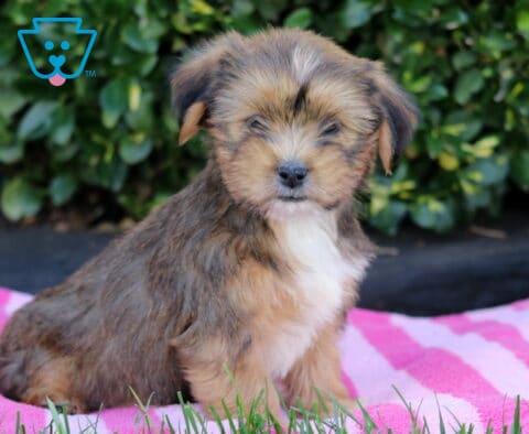 Teddy Shorkie2