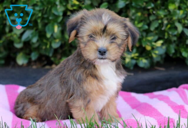 Teddy Shorkie2 image