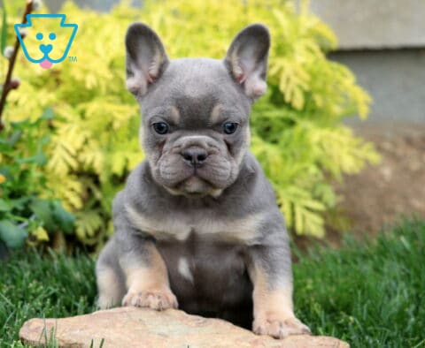 Theo Frenchie
