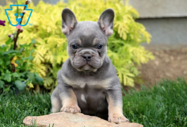 Theo Frenchie image