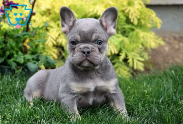 Theo Frenchie2 image
