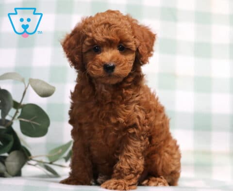 Theo Mini Poodle