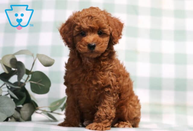 Theo Mini Poodle image