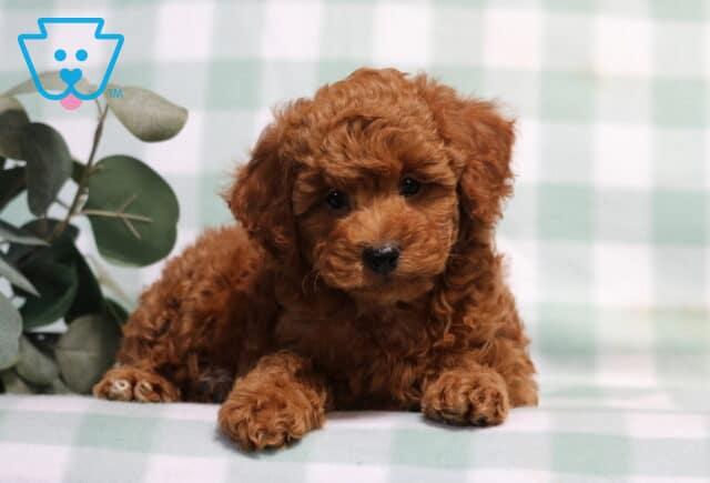 Theo Mini Poodle2 image