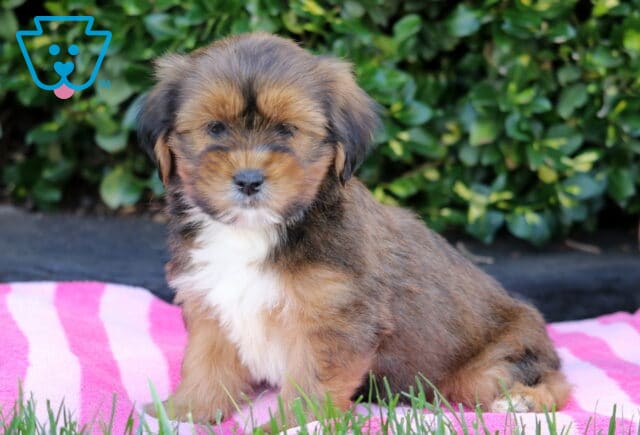 Theo Shorkie image