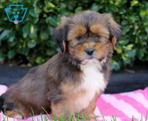 Theo Shorkie2