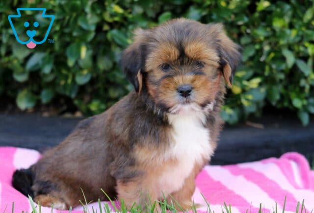 Theo Shorkie2 image