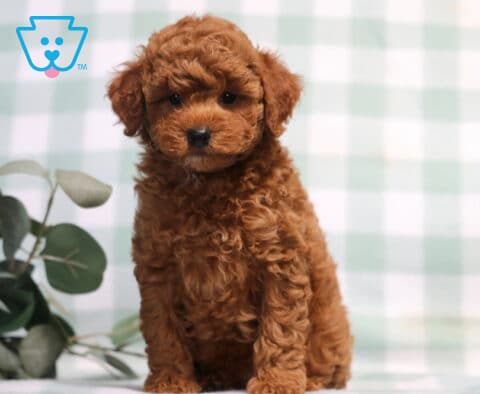 Tike Mini Poodle