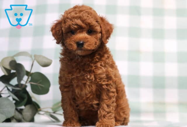 Tike Mini Poodle image