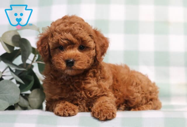 Tike Mini Poodle2 image