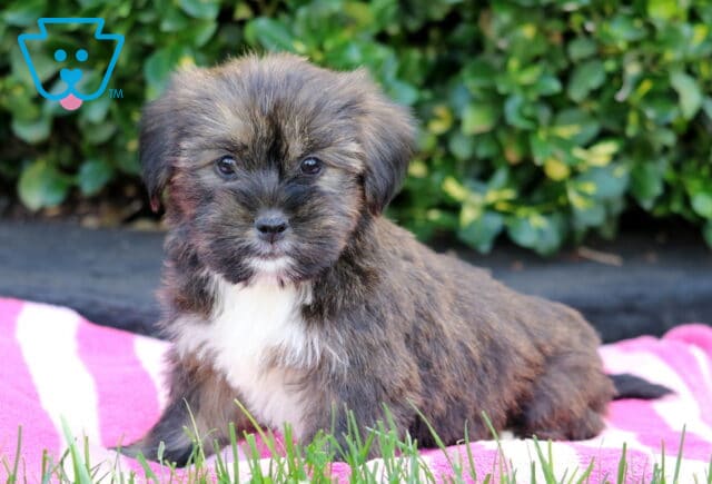 Tike SHorkie image