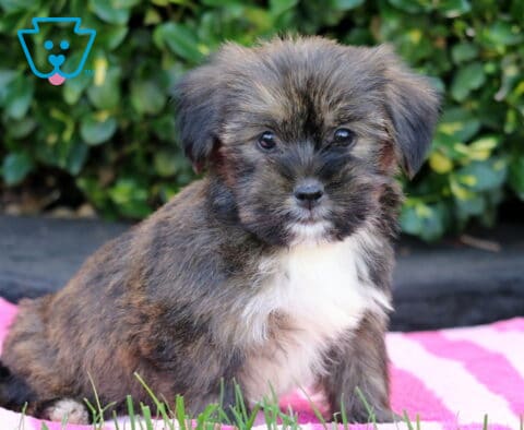 Tike SHorkie2