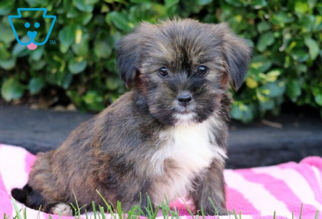 Tike SHorkie2 image